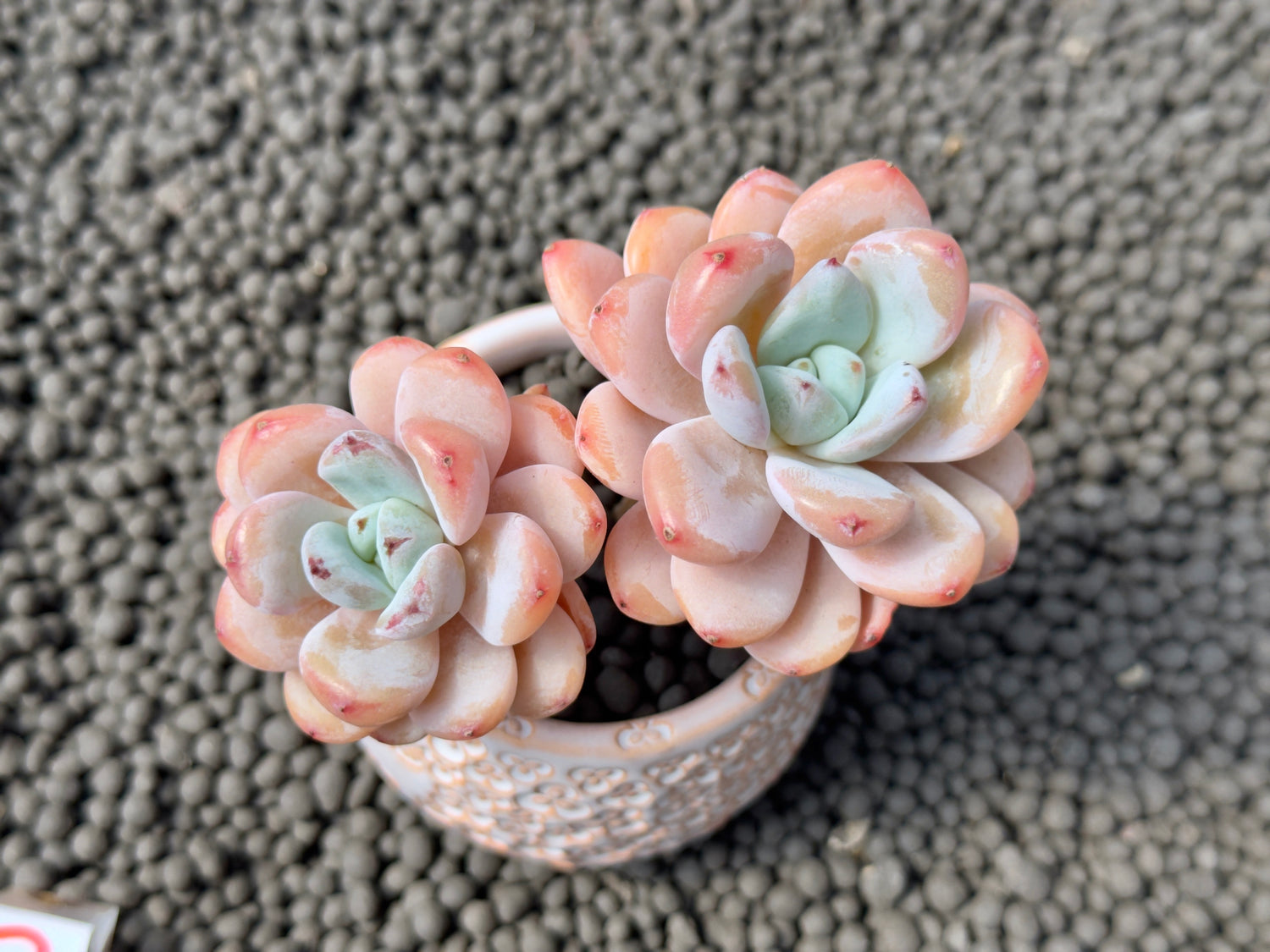 Echeveria Star Snow Double Imported Succulent Plant
