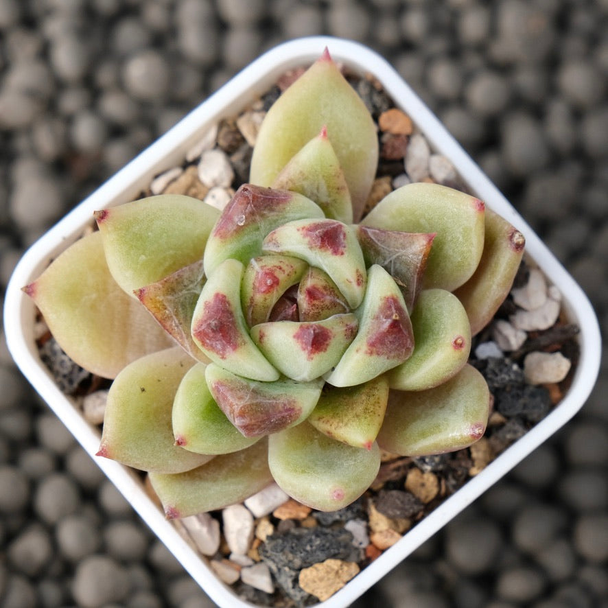Echeveria Black Rose hybrid Korean Succulent Plant