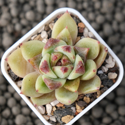 Echeveria Black Rose hybrid Korean Succulent Plant