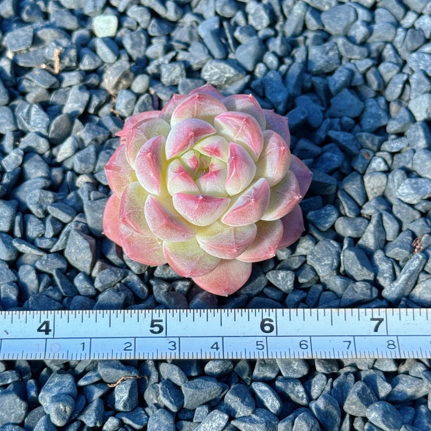 Echeveria Mystery Hybrid Succulent Plant B