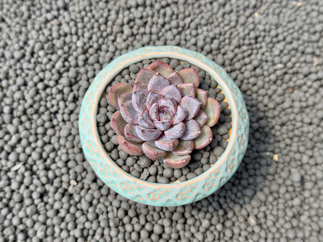 Echeveria Purple Stone Korean Succulent Plant