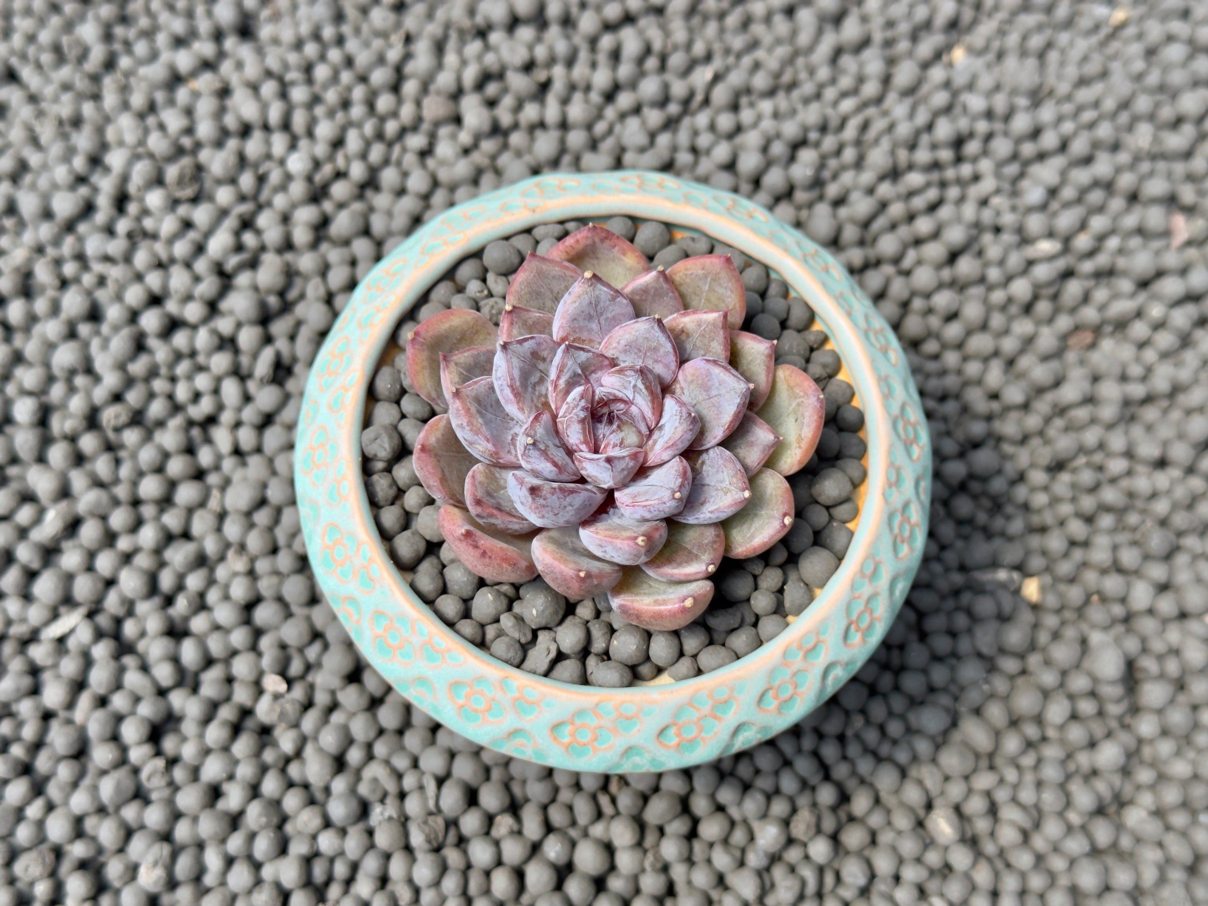 Echeveria Purple Stone Korean Succulent Plant