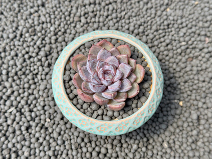 Echeveria Purple Stone Korean Succulent Plant