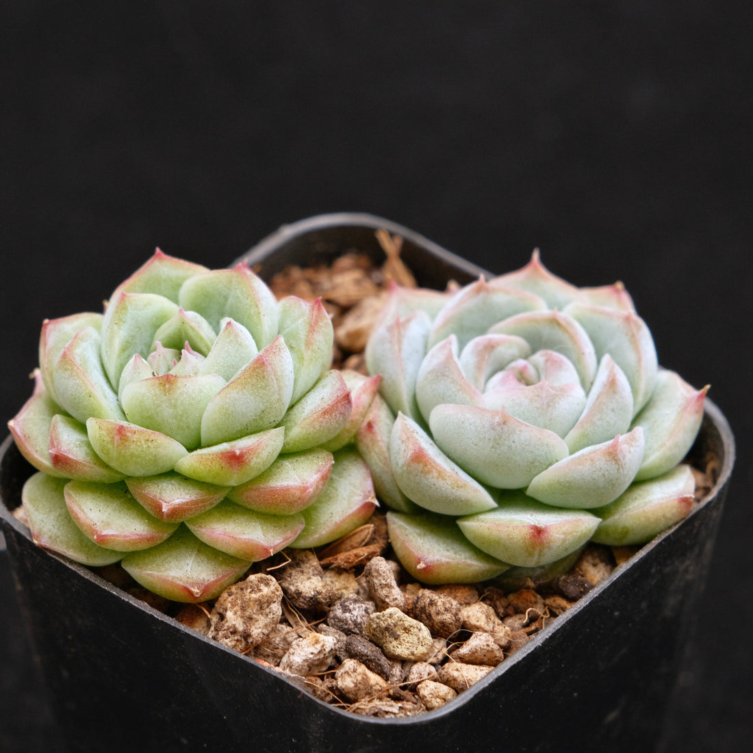 Echeveria Crystal Cream Korean Succulent Plant
