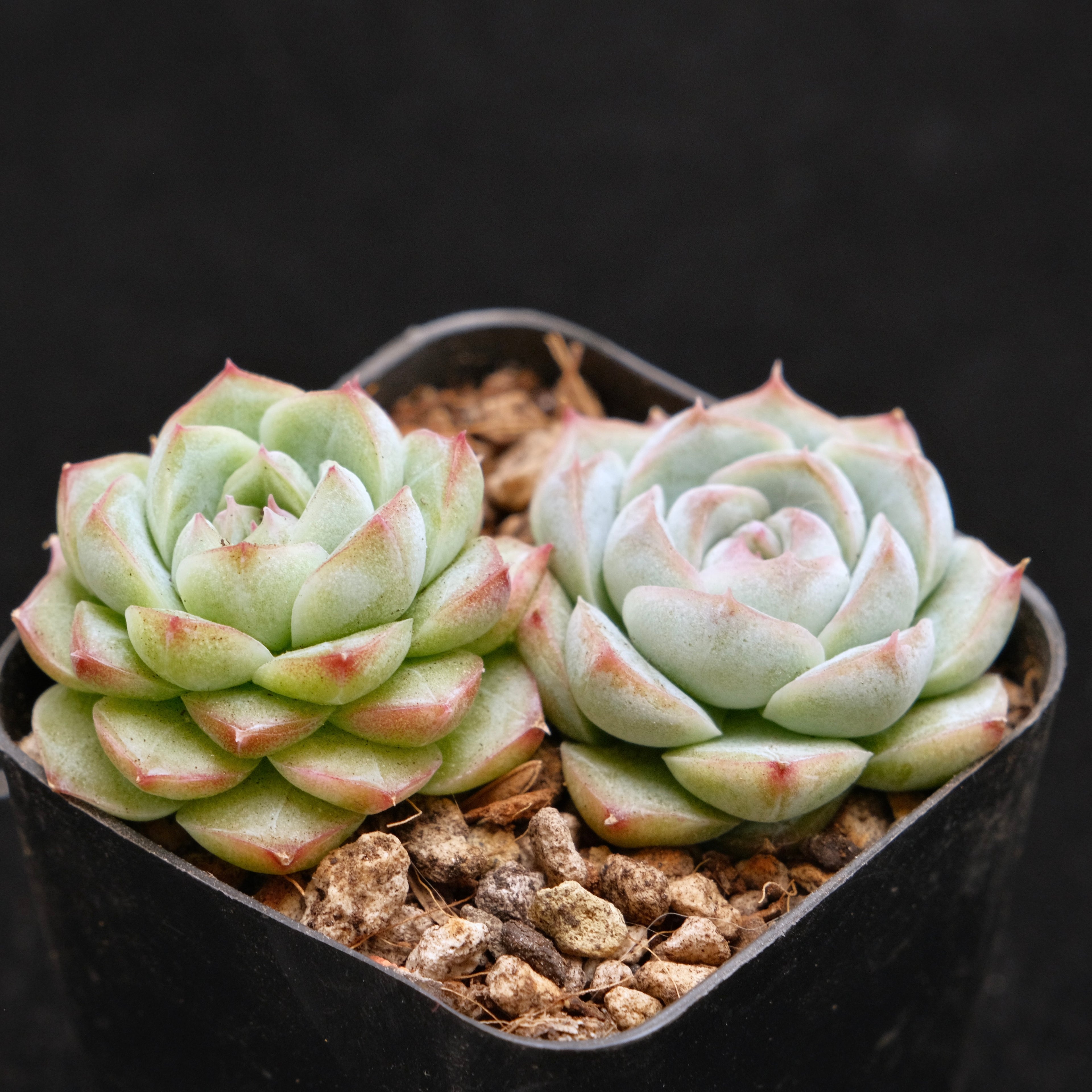 Echeveria Crystal Cream Korean Succulent Plant
