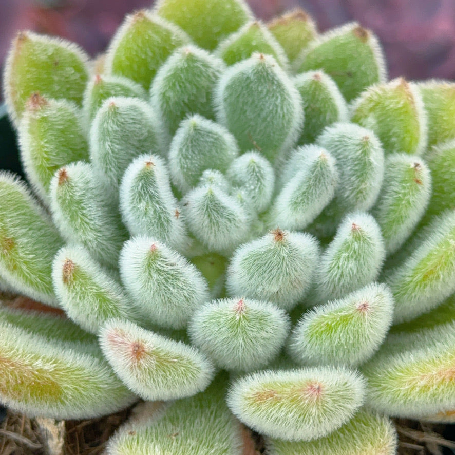 Echeveria Doris Taylor Succulent Plant