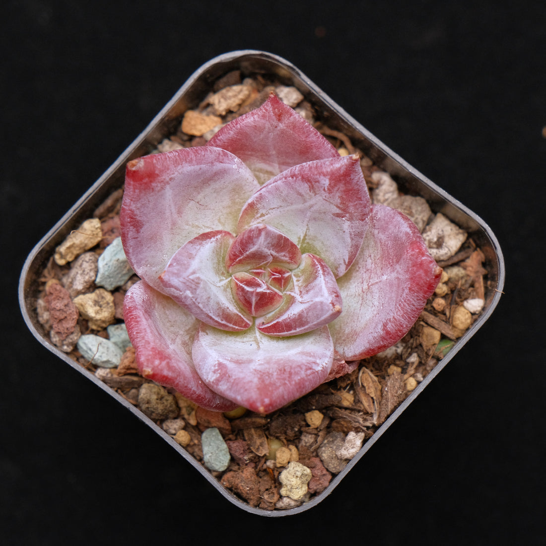 Echeveria Ice Muscle Korean Succulent Plant