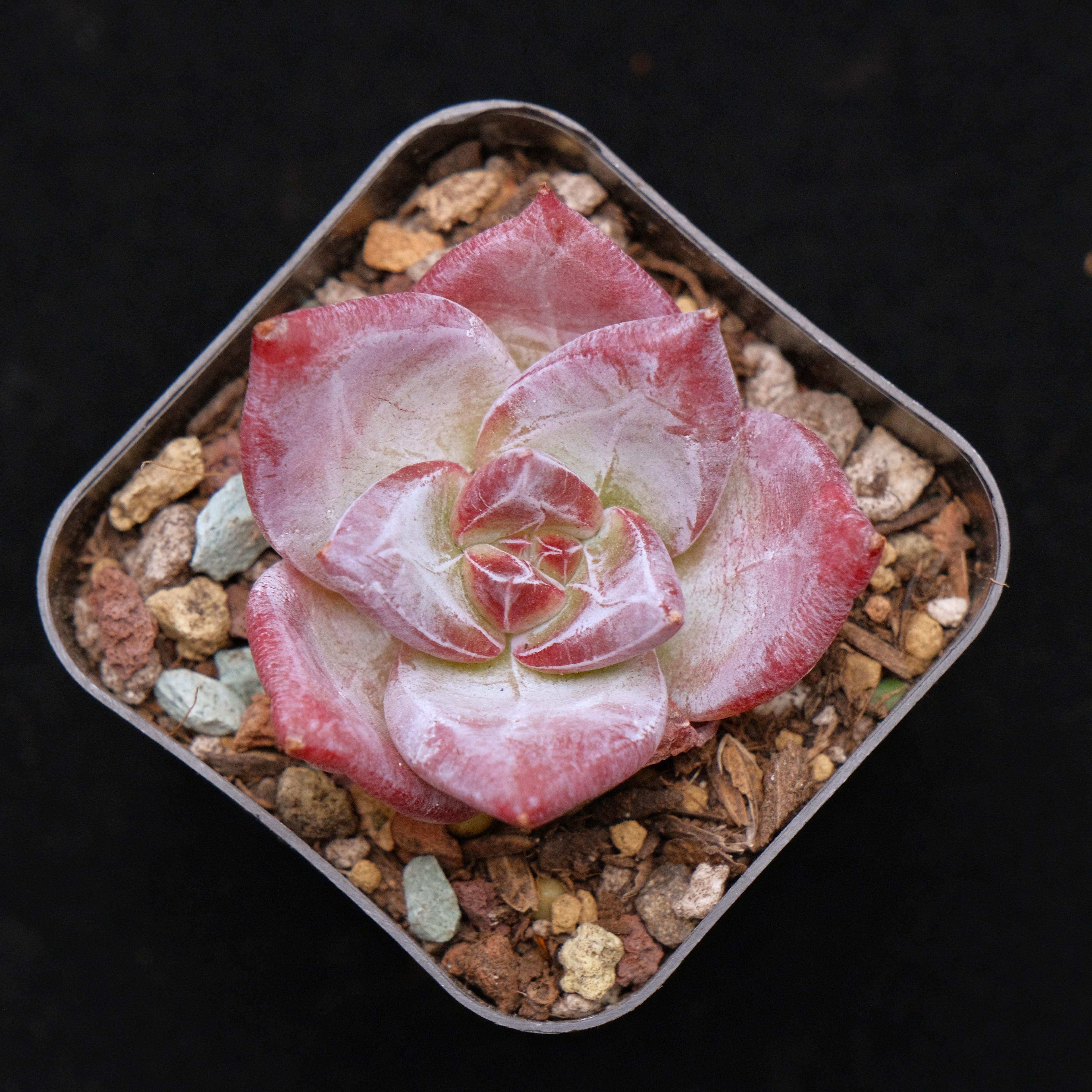 Echeveria Ice Muscle Korean Succulent Plant