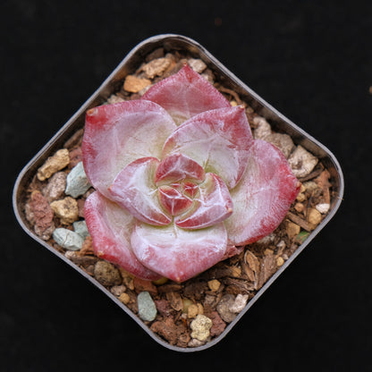 Echeveria Ice Muscle Korean Succulent Plant