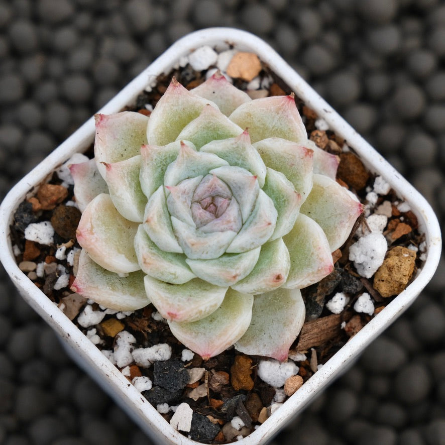 Echeveria Remember U Korean Succulent Plant Hwaga Hybrid