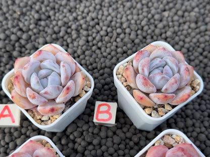 Echeveria Snowy Imported Succulent Plant