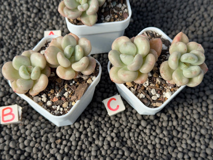 Echeveria Bill Gates Imported Succulent Plant