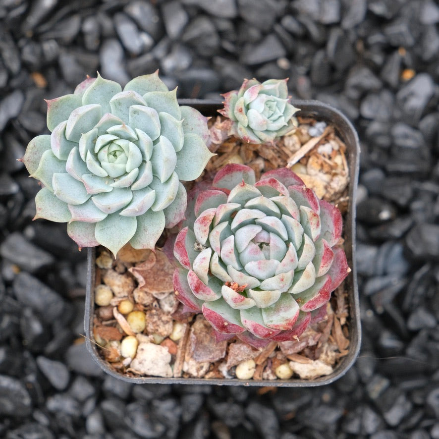 Echeveria Hongil Korean Succulent Plant