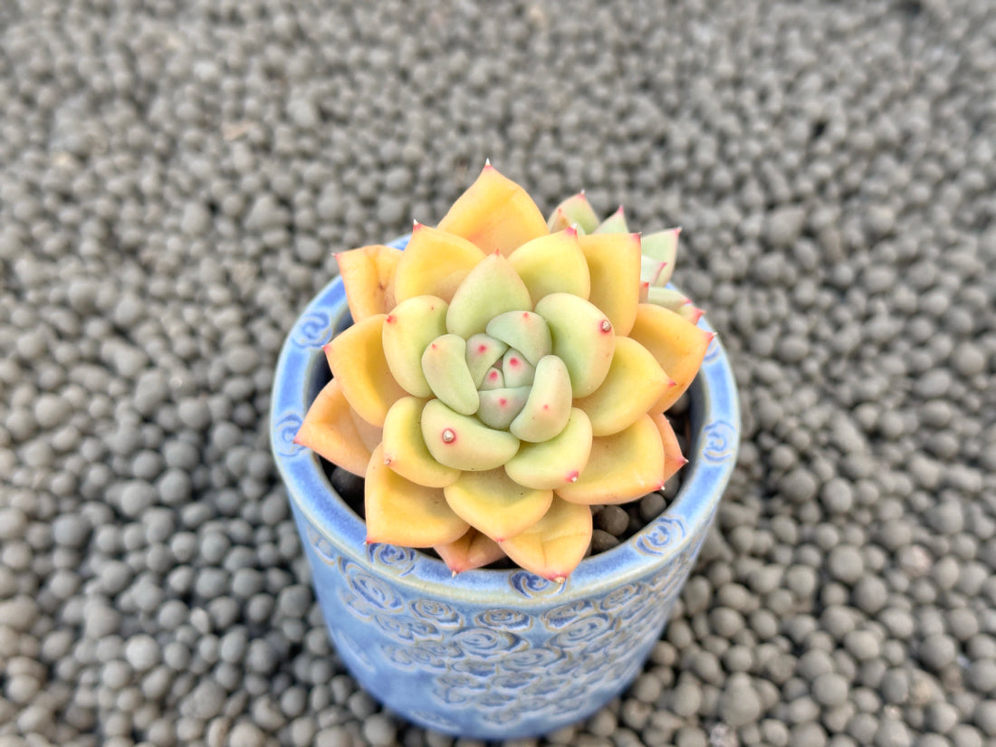 Echeveria JC van Keppel Korean Succulent Plant