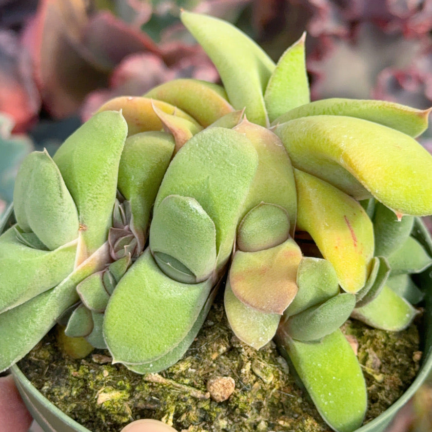 Gasteria glomerata Succulent Plant