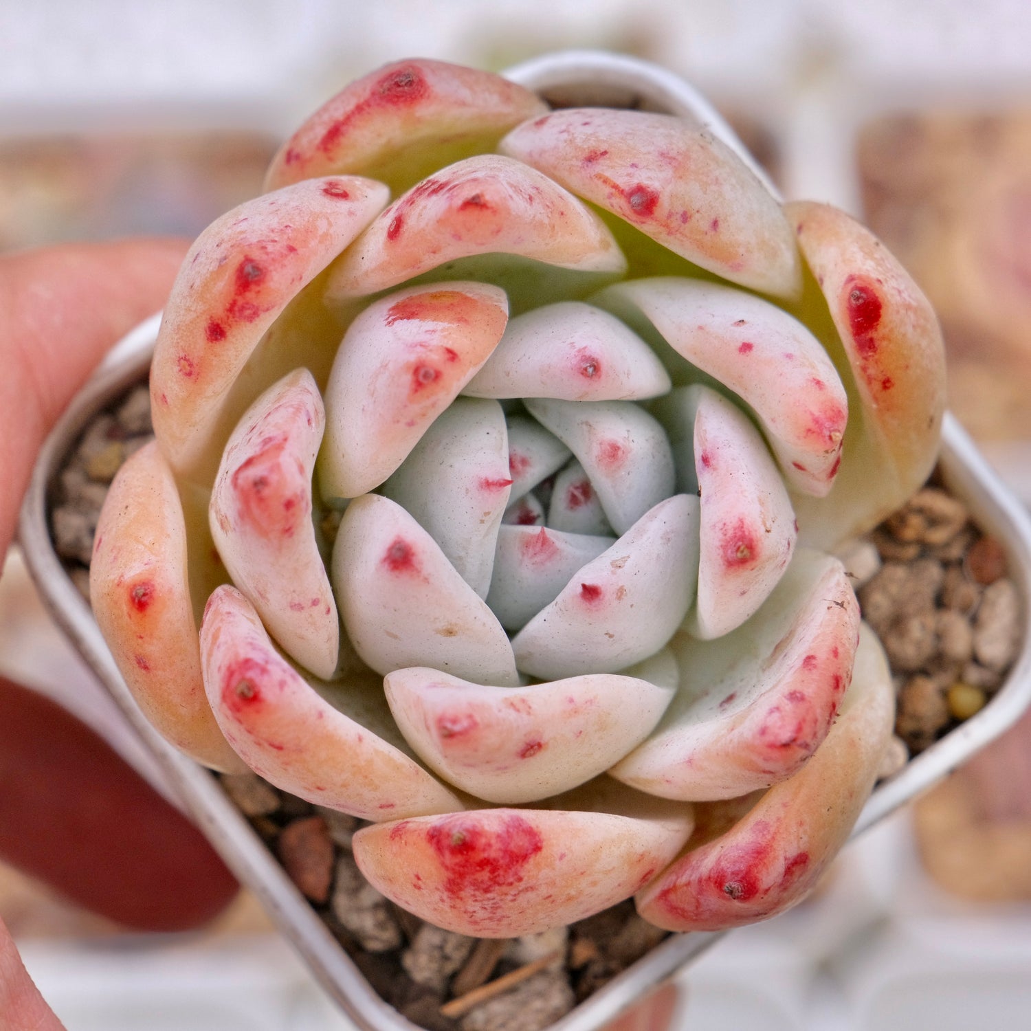 Echeveria colorata hybrid Korean Succulent Plant