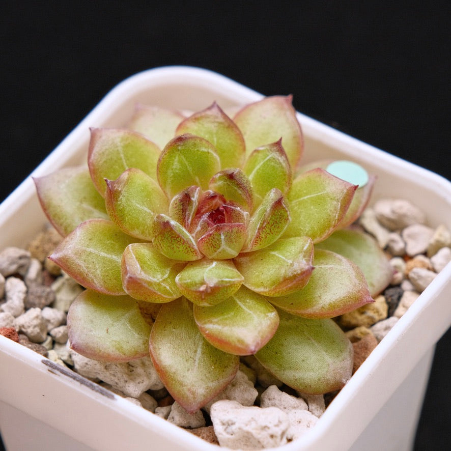 Echeveria Black Champagne Korean Succulent Plant