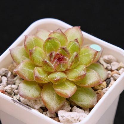Echeveria Black Champagne Korean Succulent Plant