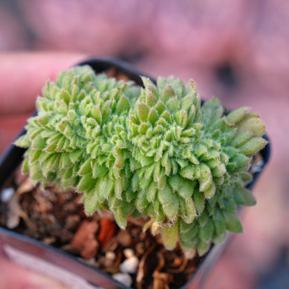 Crested Aeonium tabuliforme Rare Succulent Plant