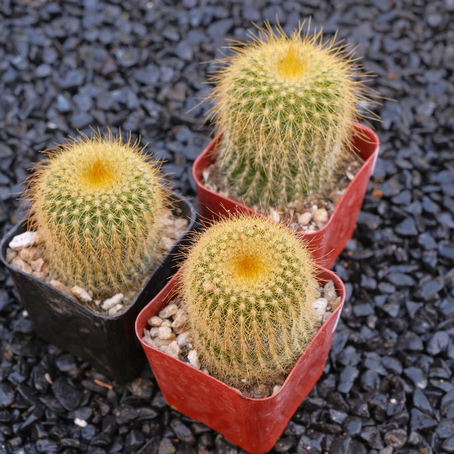 Parodia leninghausii Golden Ball Cactus Succulent Plant