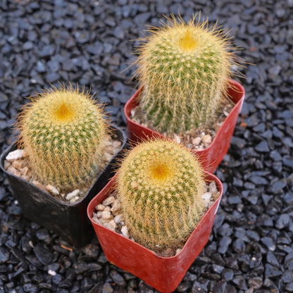 Parodia leninghausii Golden Ball Cactus Succulent Plant
