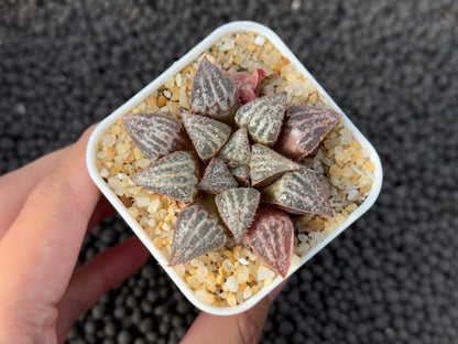 Haworthia Yuki Keshiki Imported Succulent Plant