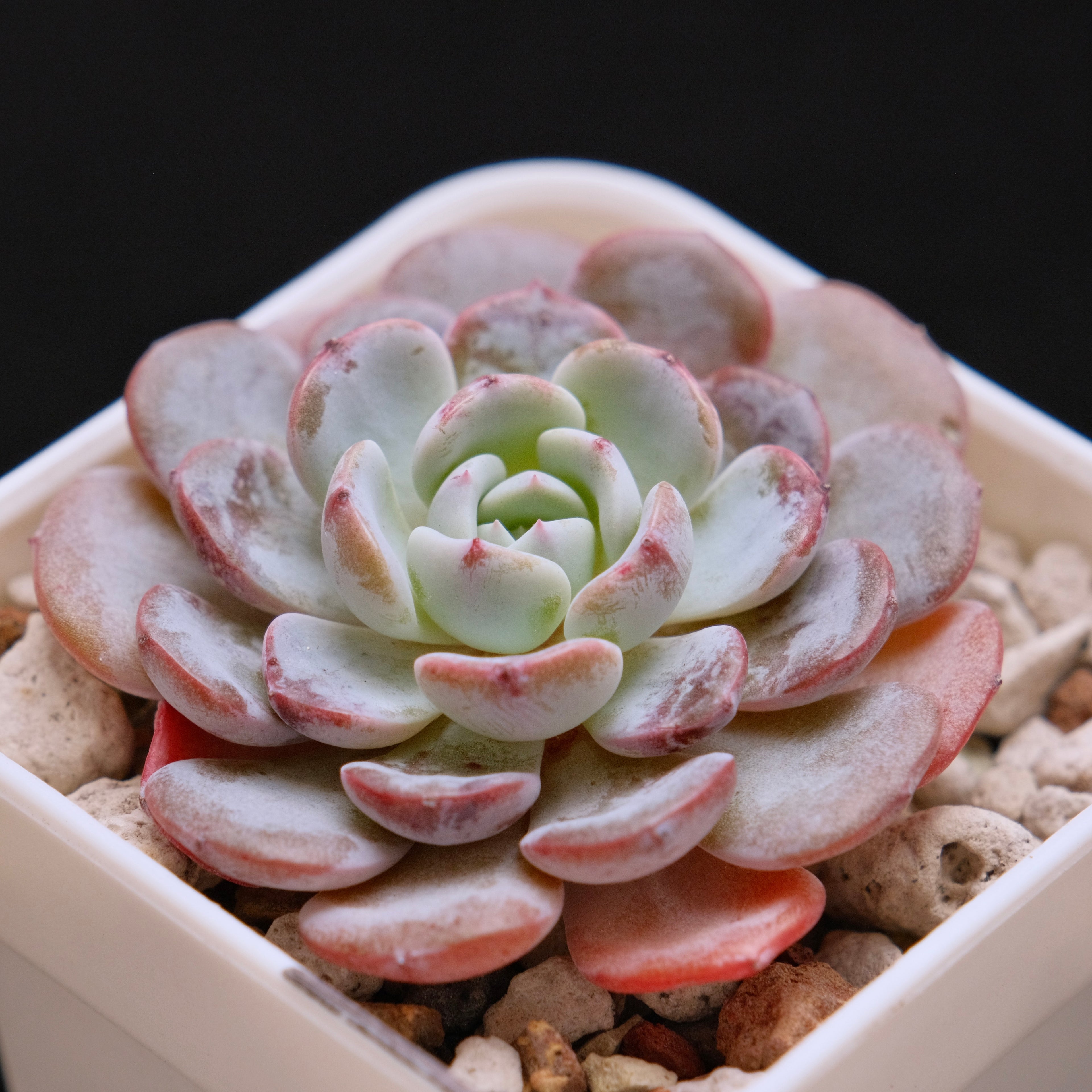 Echeveria Raffine Korean Succulent Plant aka Lapine