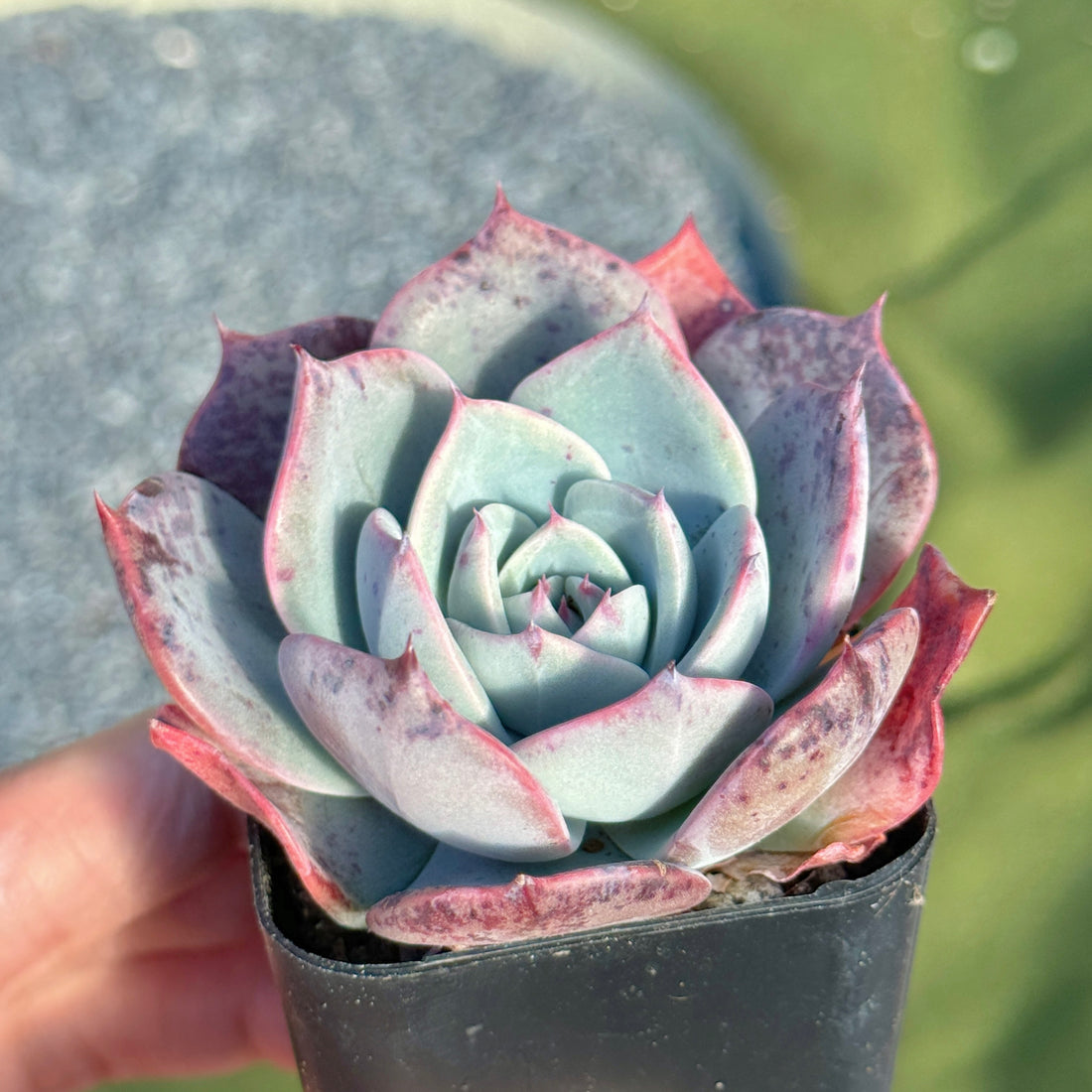 Echeveria Francia Korean Succulent Plant Air Magic hybrid