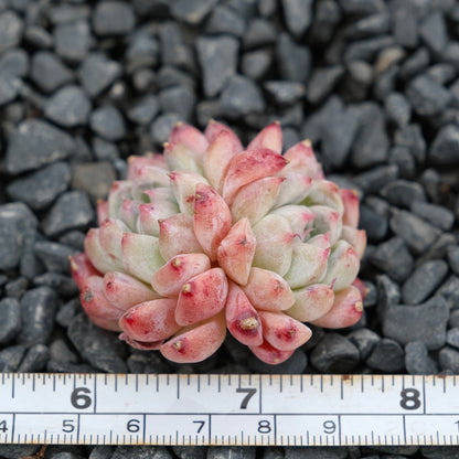 Echeveria Alba Beauty Imported Succulent Plant