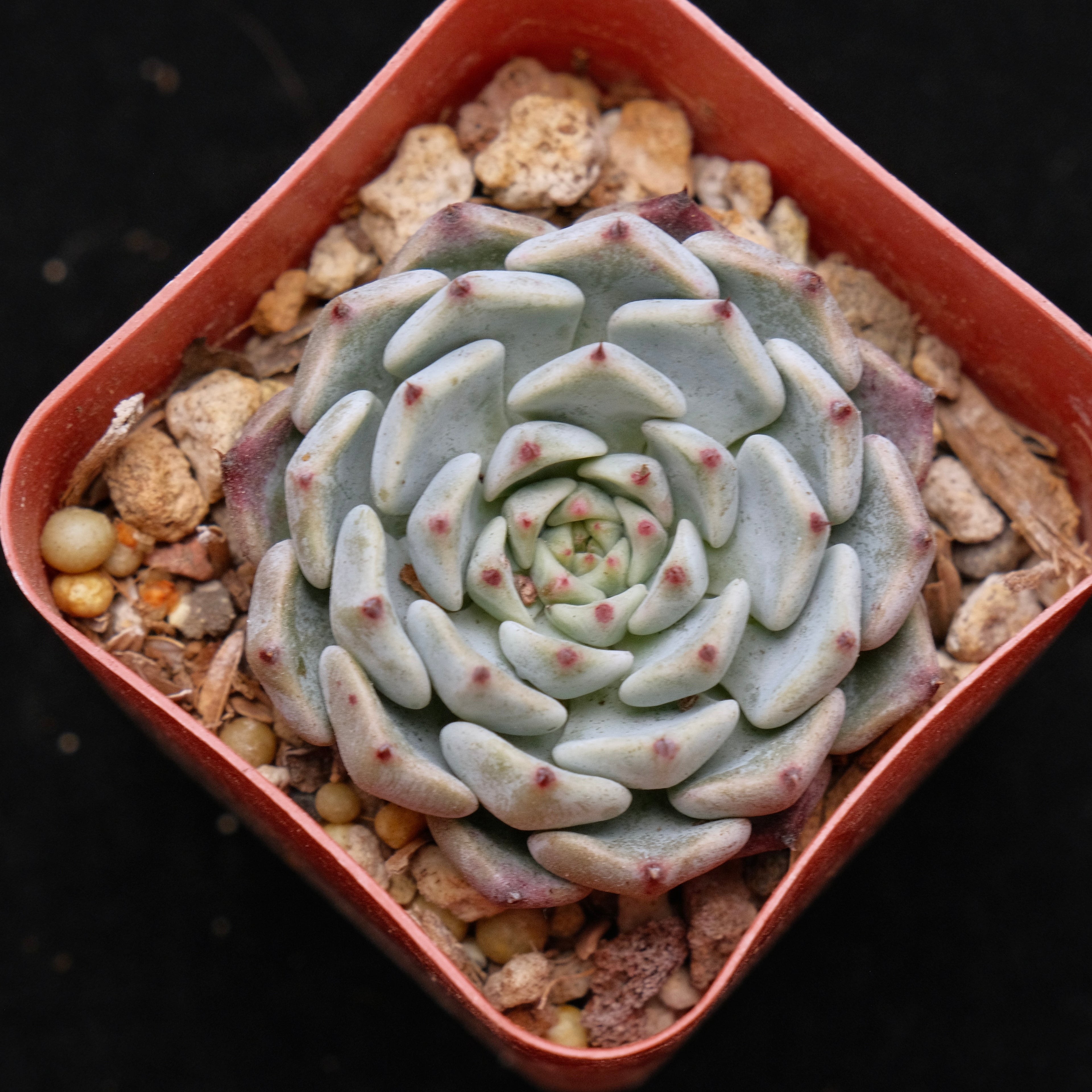 Echeveria Sarahime Korean Succulent Plant