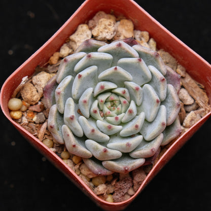 Echeveria Sarahime Korean Succulent Plant
