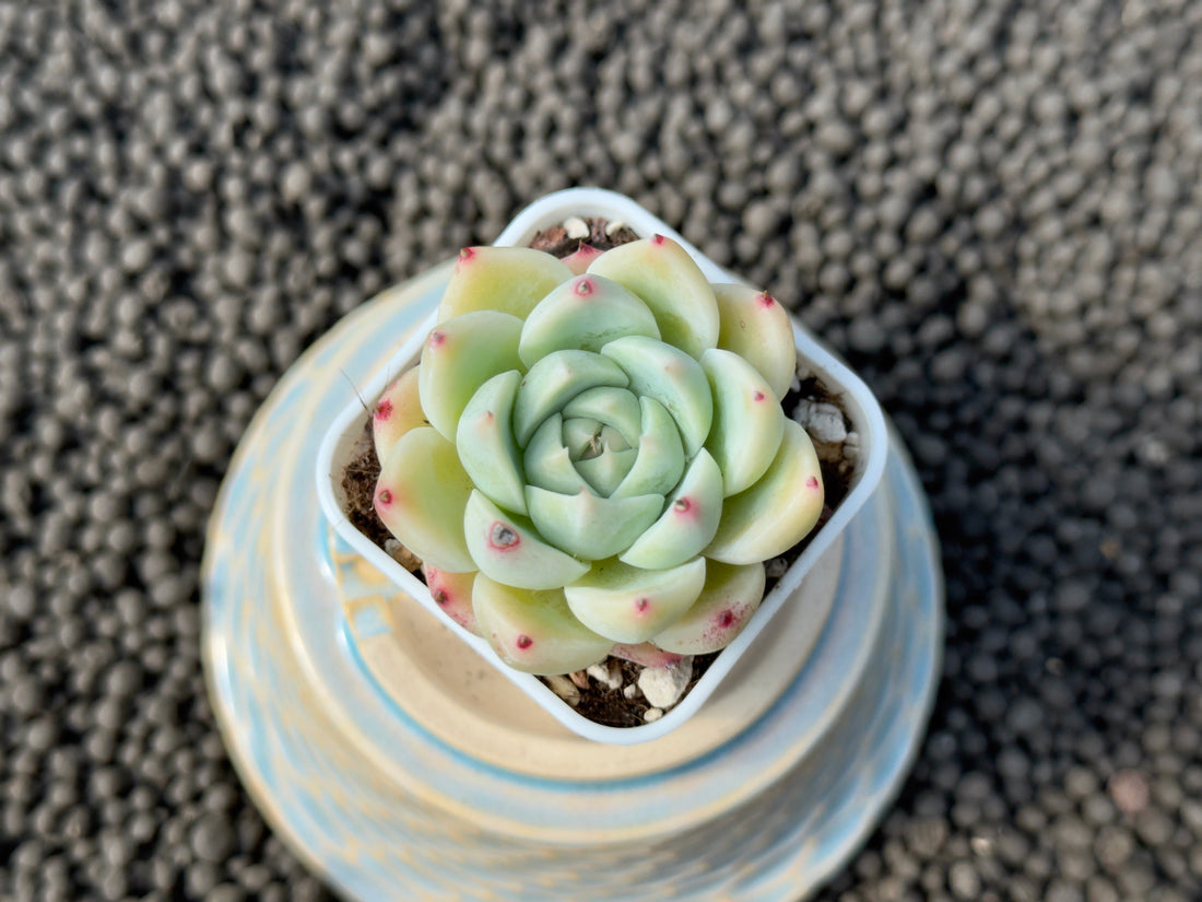 Echeveria MomoK Korean Succulent Plant Hwaga Hybrid