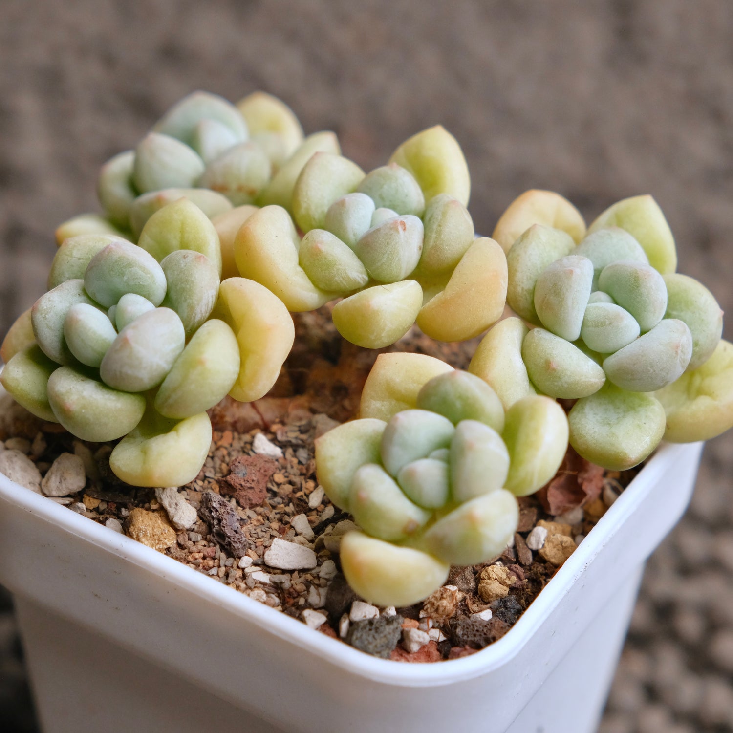 Pachyphytum Bubble Gum Imported Succulent Plant - A
