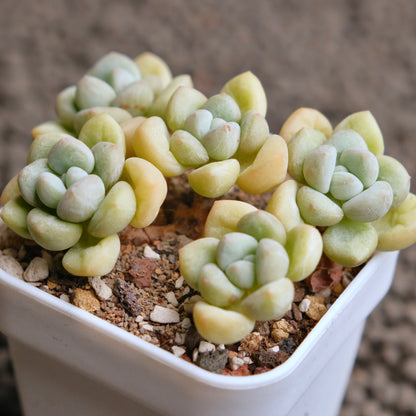 Pachyphytum Bubble Gum Imported Succulent Plant - A