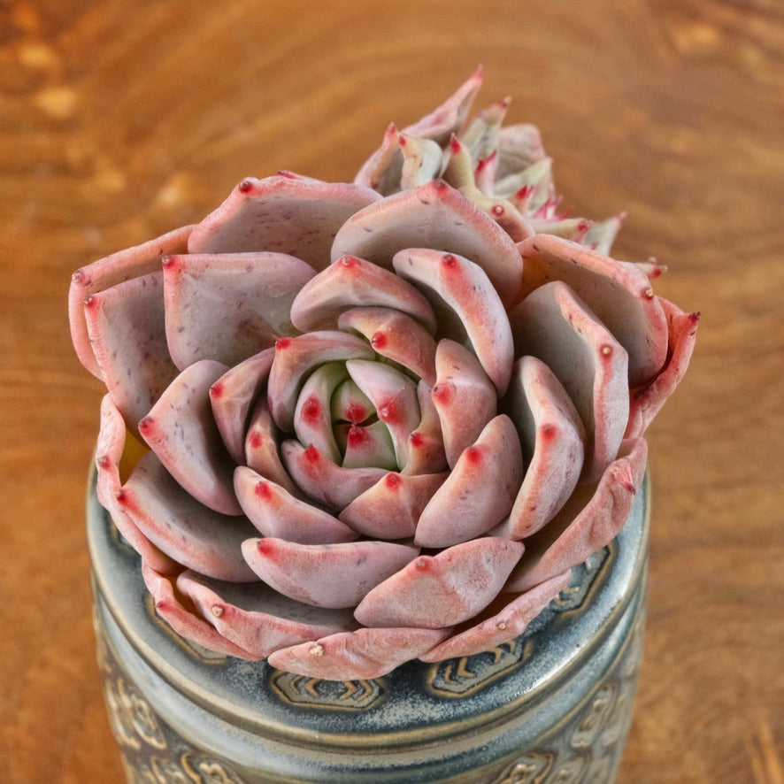 Echeveria Red Dragon Korean Succulent Plant