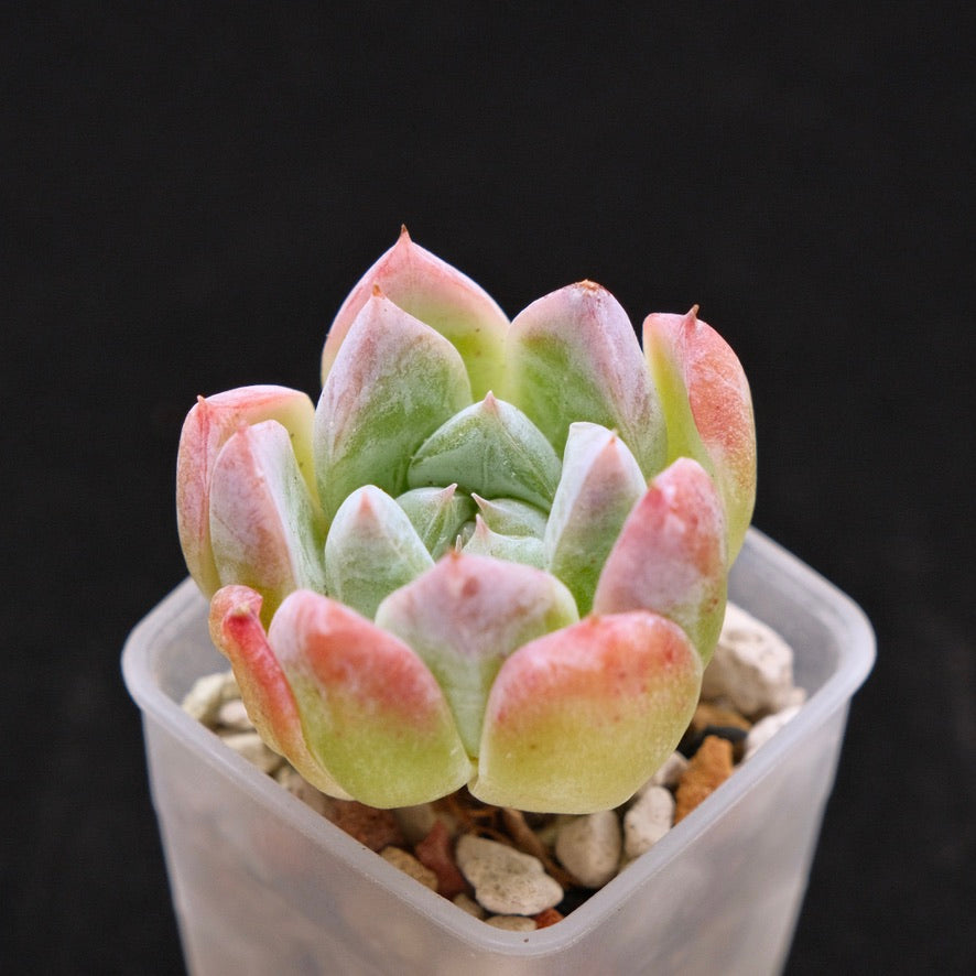 Echeveria laui hybrid Korean Succulent Plant