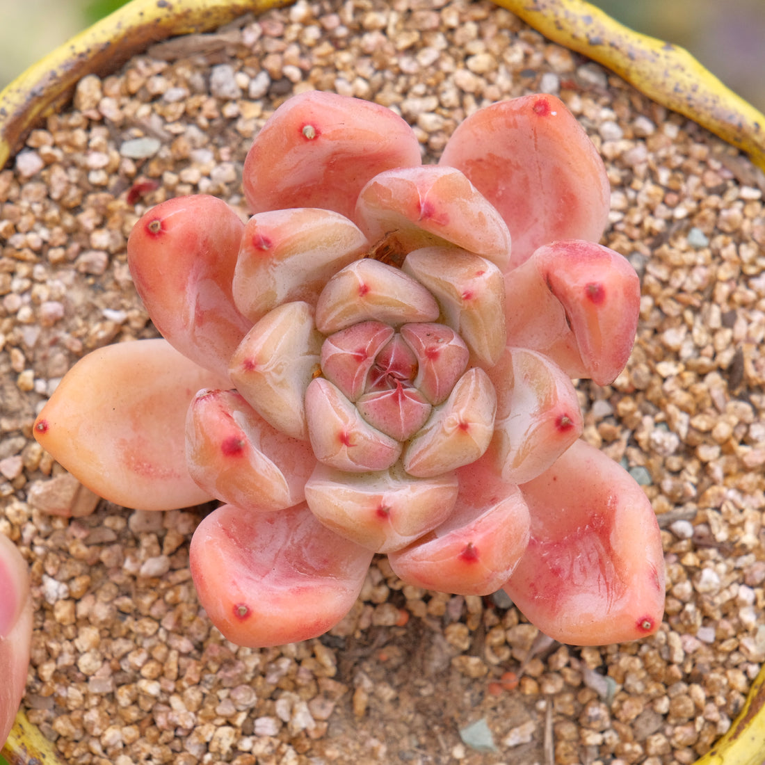 Old Echeveria Peña Korean Succulent Plant