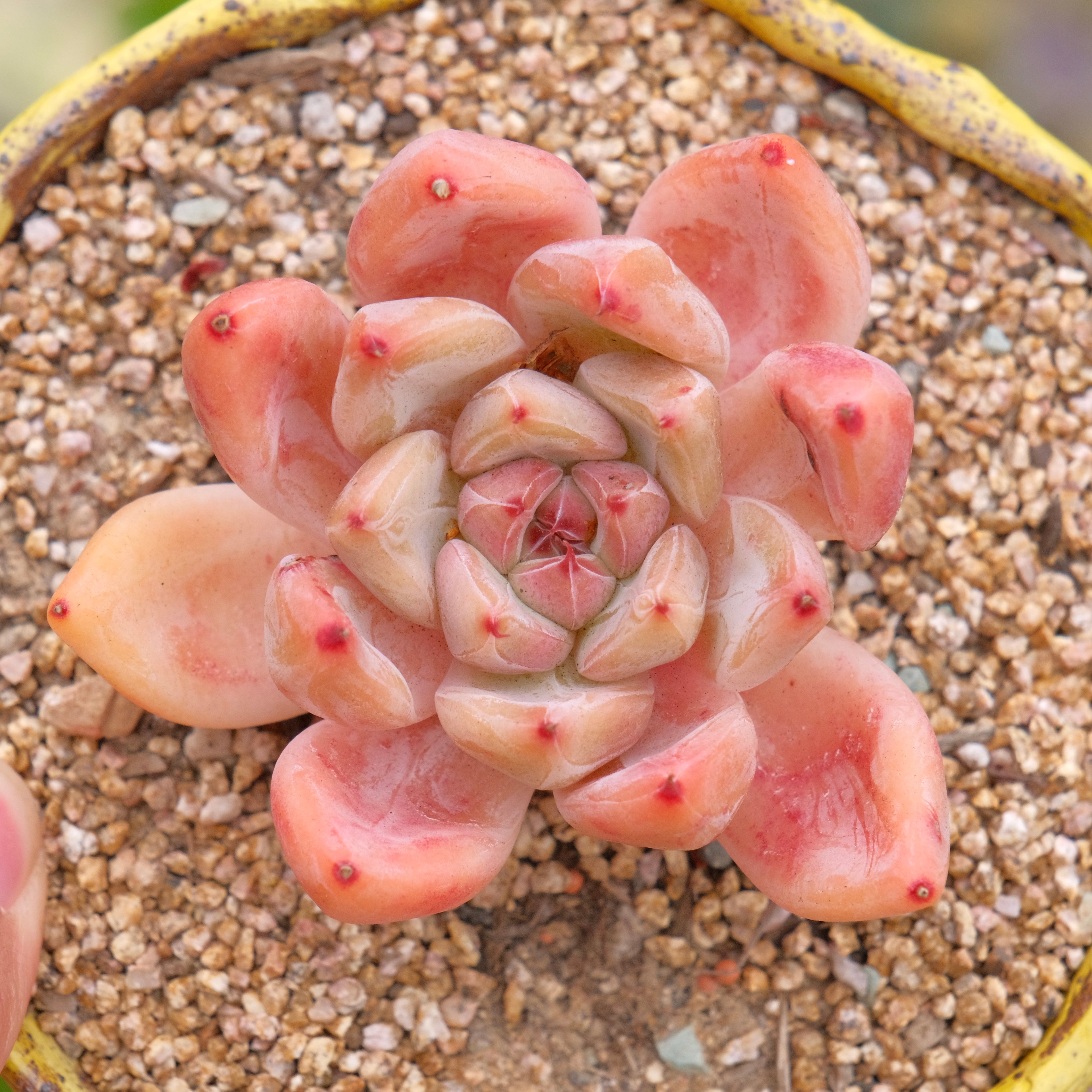 Old Echeveria Peña Korean Succulent Plant