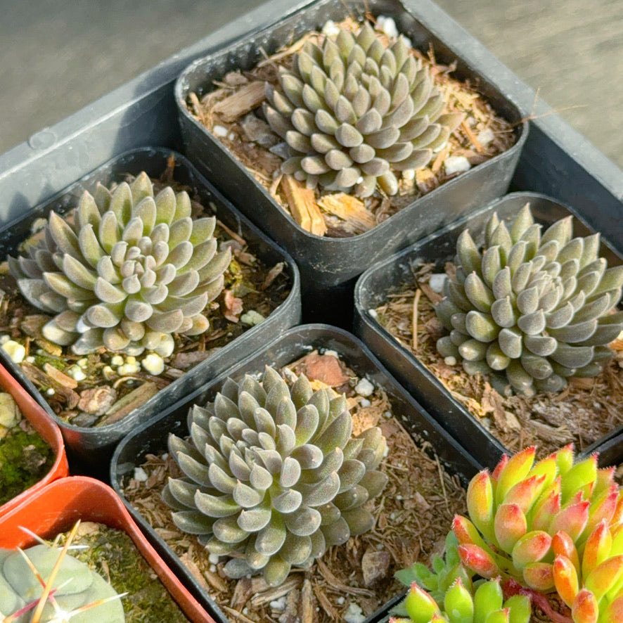 Sinocrassula yunnanensis Succulent Plant