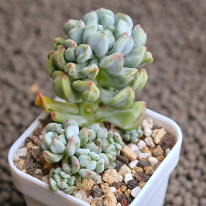 Sedeveria Pudge Finger cluster Imported Succulent Plant - C