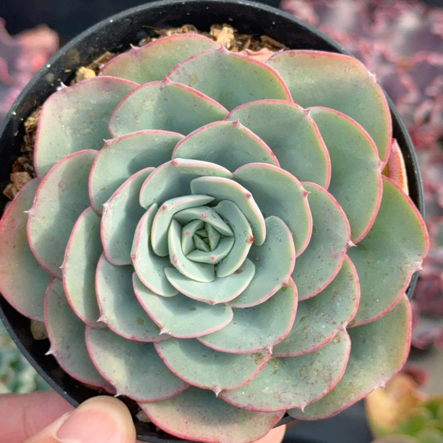 Echeveria Atlantis Succulent Plant