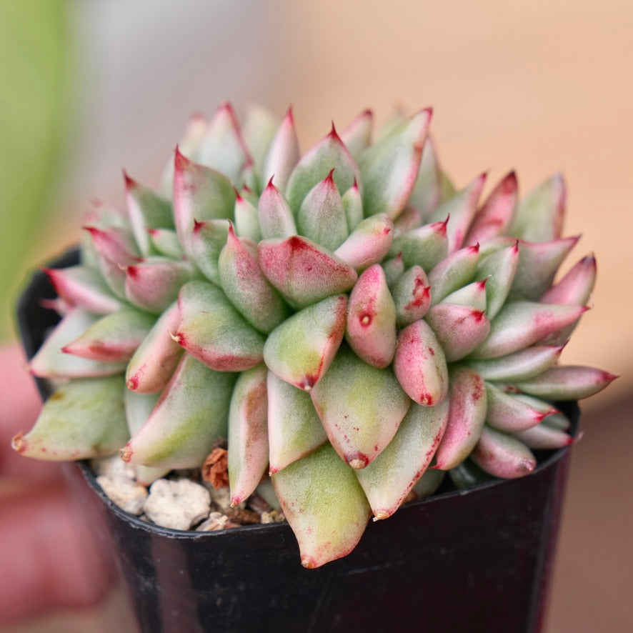 Variegated Echeveria Elkhorn cristata Korean Succulent Plant
