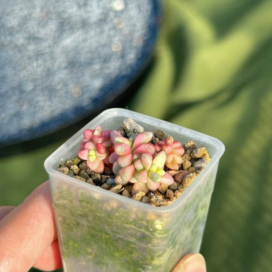 Variegated Crassula deltoidea babies Korean Succulent Plant