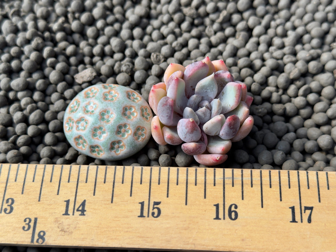 Echeveria Purple Powder Korean Succulent Plant