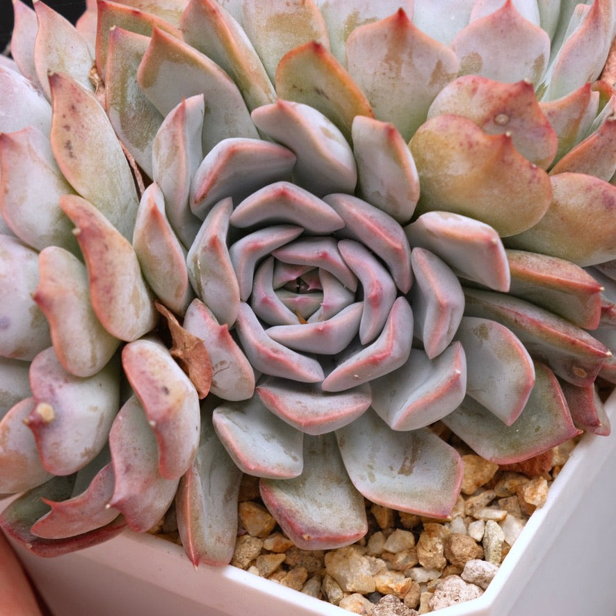 Big Echeveria Estrella cluster Korean Succulent Plant