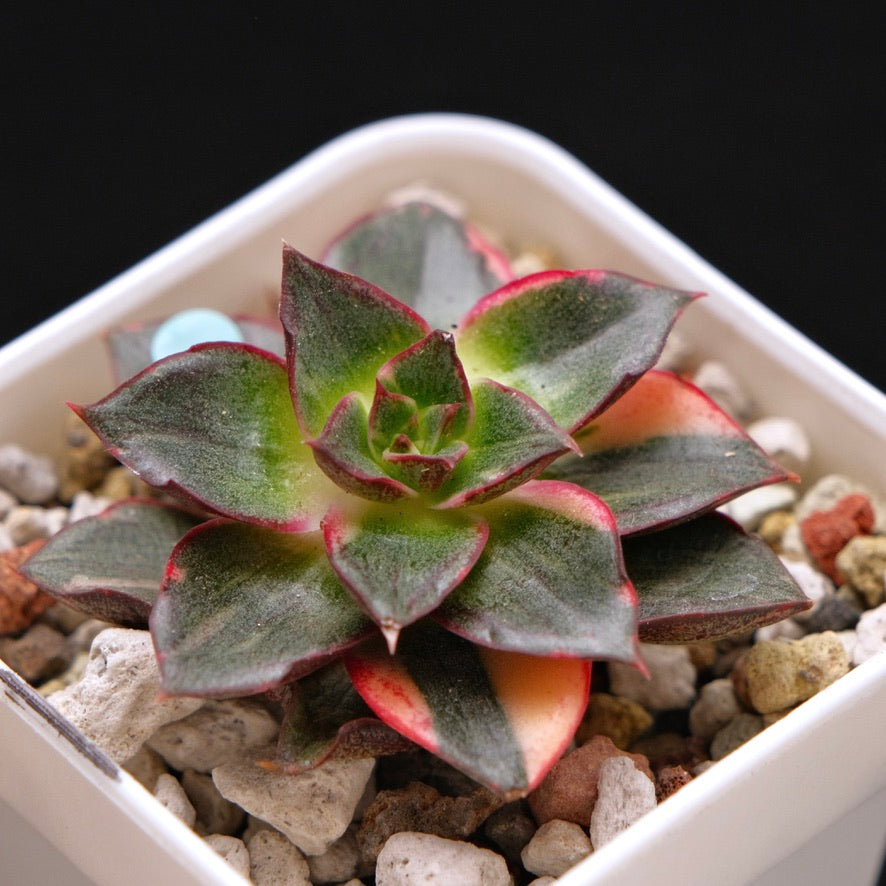 Variegated Echeveria Monocerotis Korean Succulent Plant