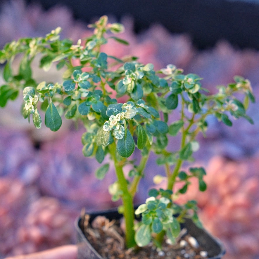 Pilea microphylla variegata Succulent Plant