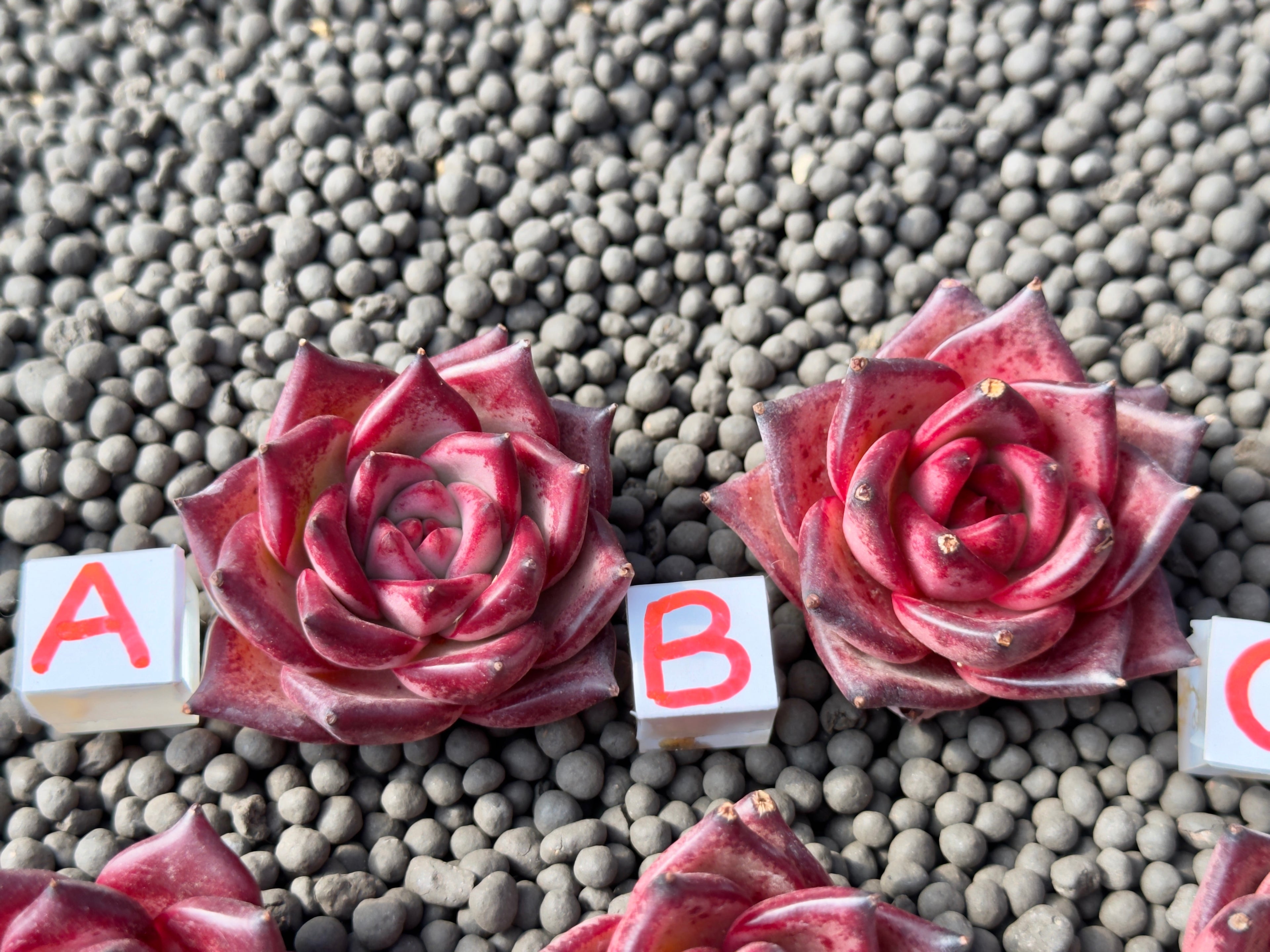 Echeveria agavoides Romeo Imported Succulent Plant