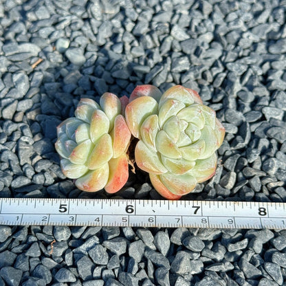 Echeveria Ice Green Succulent Plant B