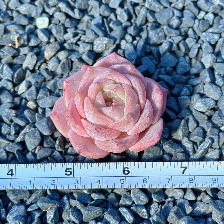 Echeveria Mystery Hybrid Succulent Plant